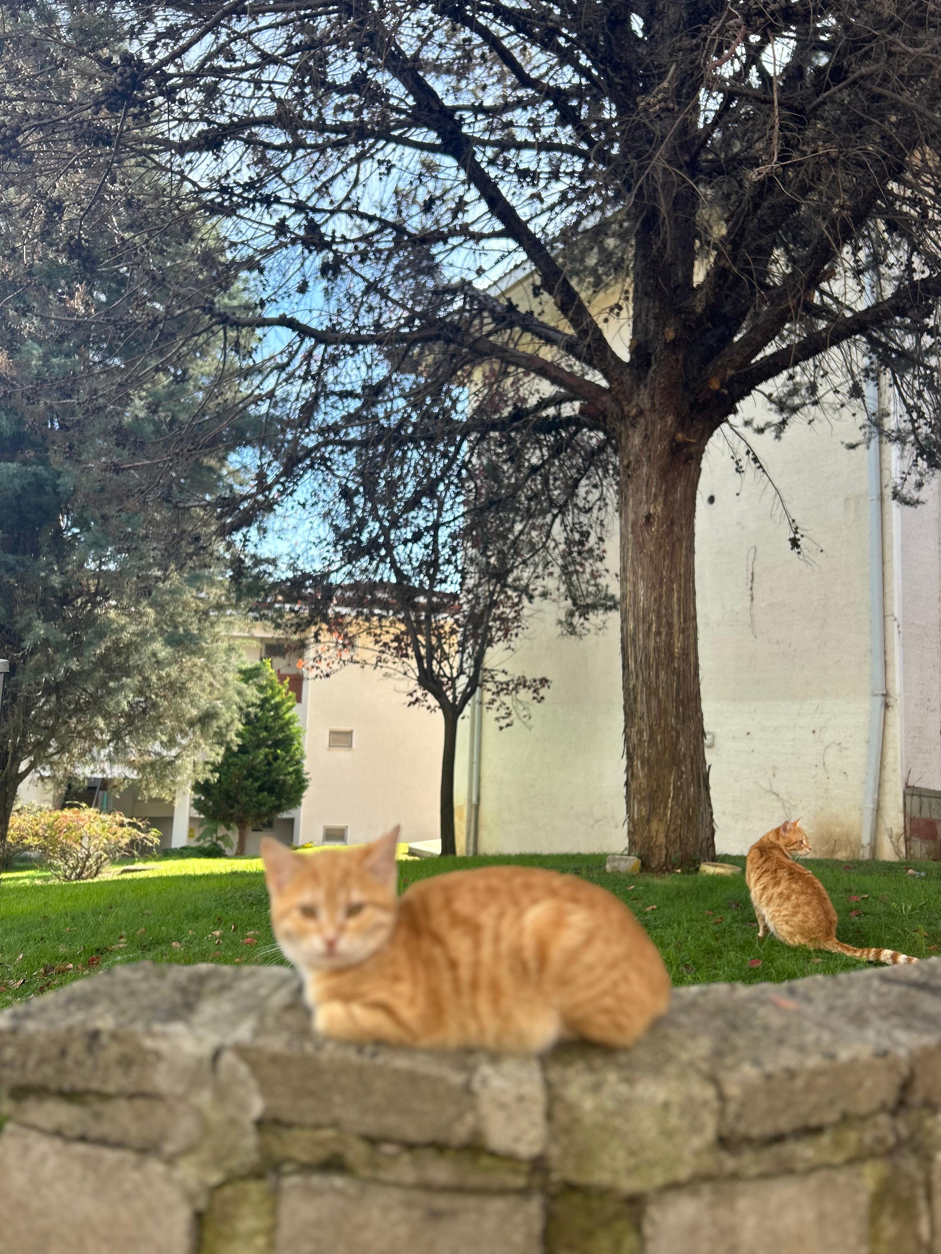 Gönüllüler ve dostlar